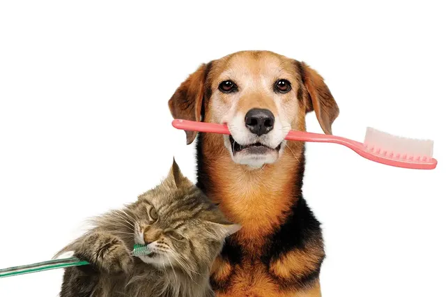 Veterinary dental cleaning