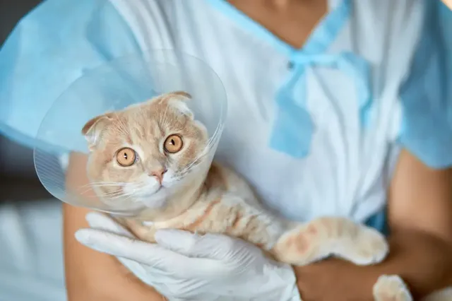 Veterinary surgical care