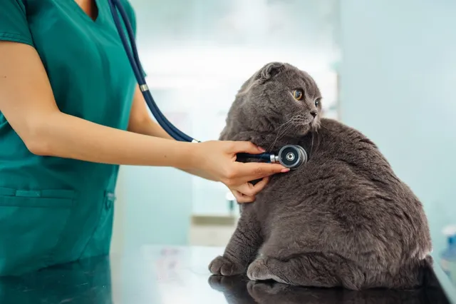 Veterinarian performing wellness exam