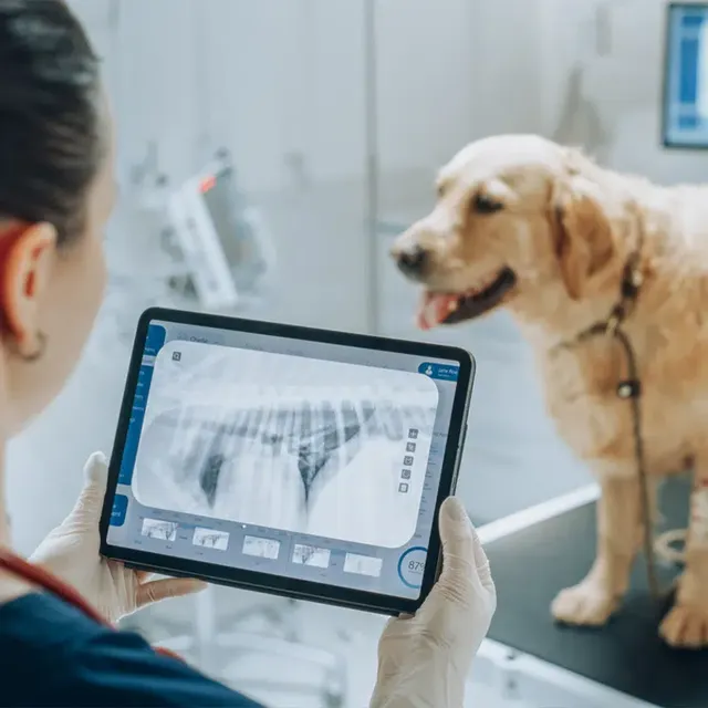 Veterinary ultrasound and x-ray
