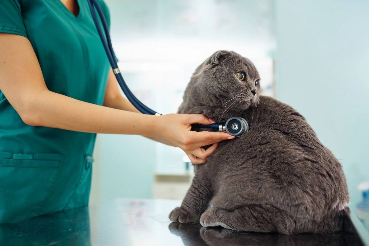 Veterinarian performing wellness exam